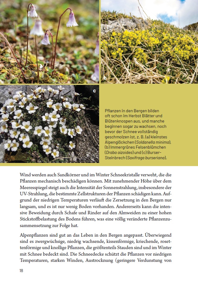 Botanischer Alpengarten Juliana - Image 4