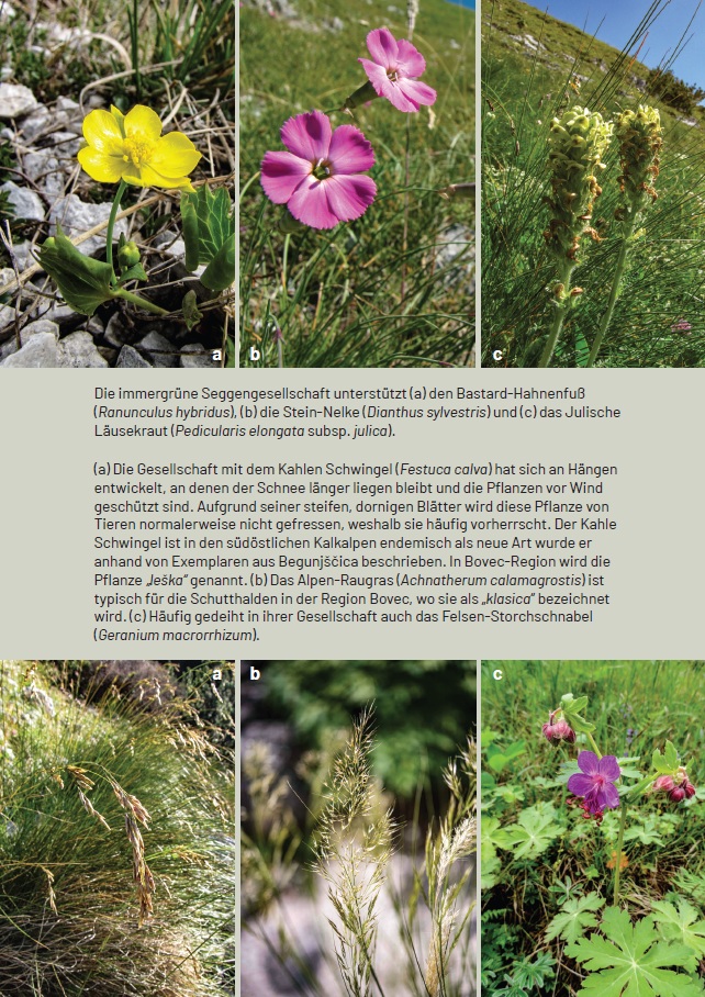 Botanischer Alpengarten Juliana - Image 6