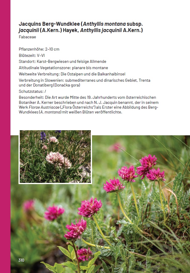 Botanischer Alpengarten Juliana - Image 9