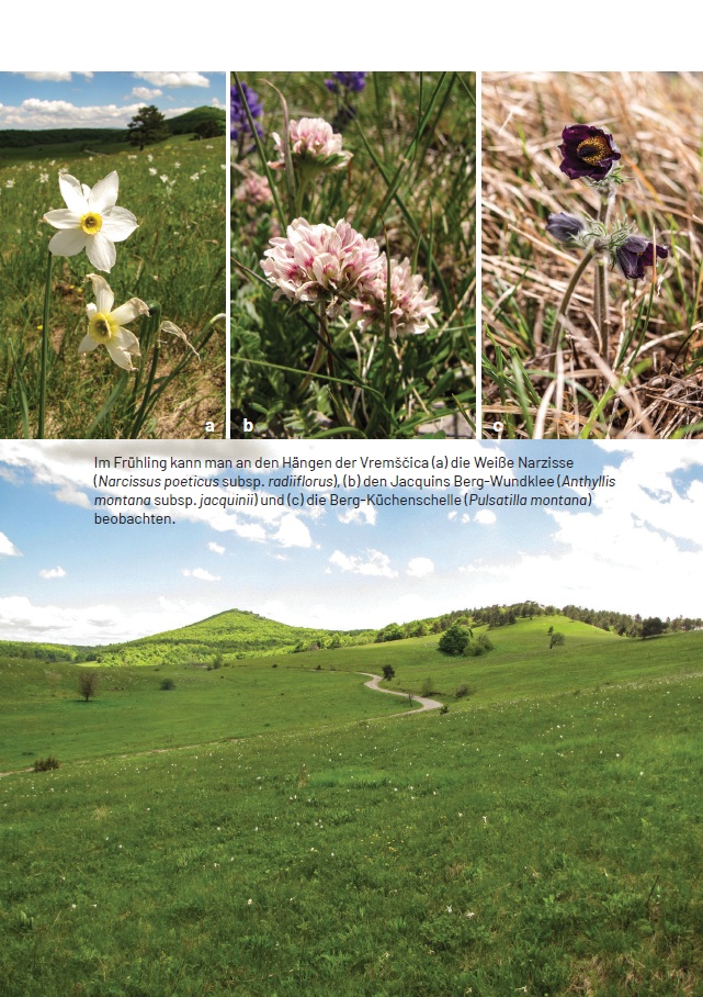 Botanischer Alpengarten Juliana - Image 7