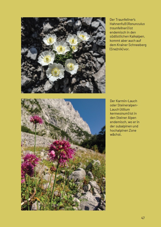 Botanischer Alpengarten Juliana - Image 8